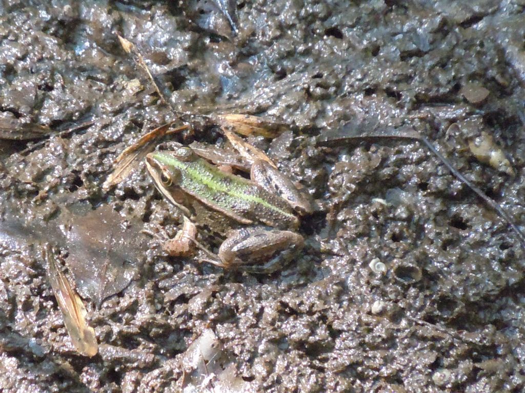 Rane da identificare - Pelophylax sp. (prov. Napoli)